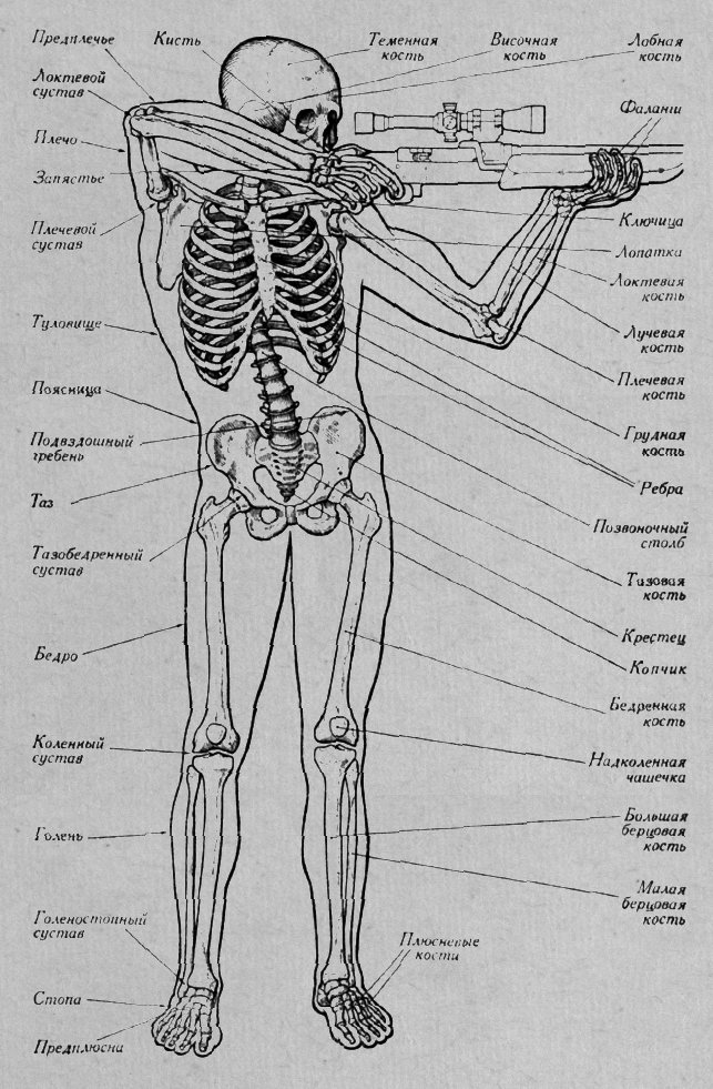 Общий вид скелета человека