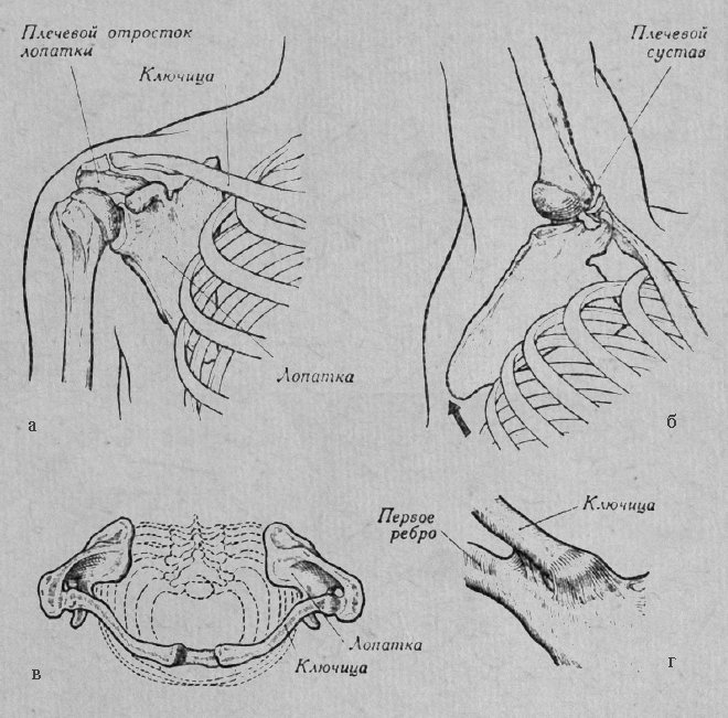 Кости плечевого пояса (по наблюдениям проф. М.Ф. Иваницкого)