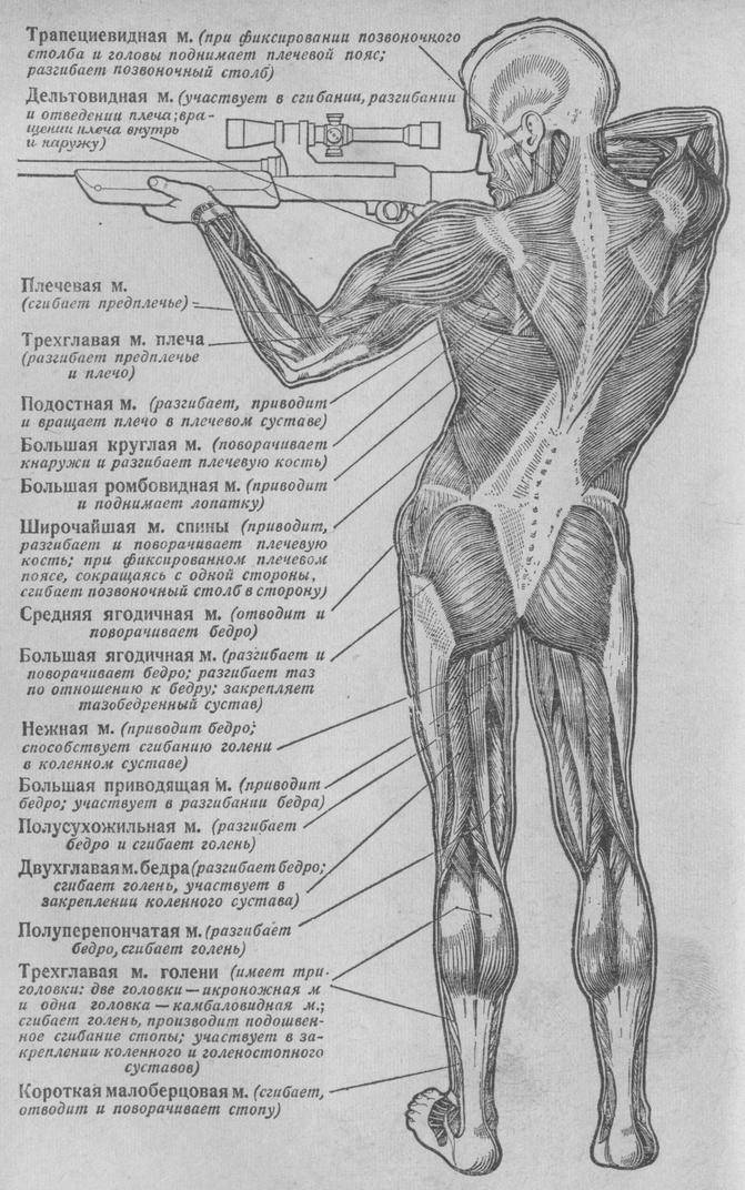 Общий вид мышц человека сзади (при изготовке для стрельбы по мишени "Бегущий олень")