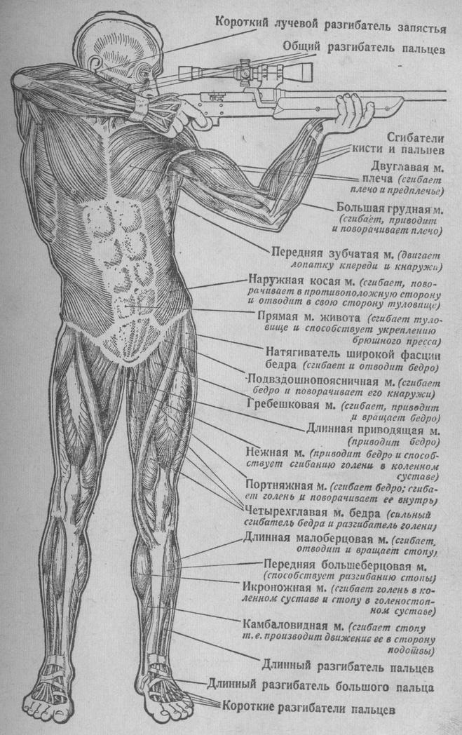 Общий вид мышц человека спереди