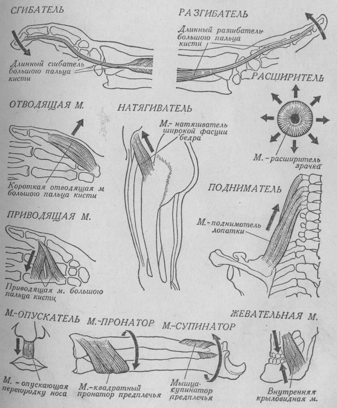 Классификация мышц (по М.Ф. Иваницкому)