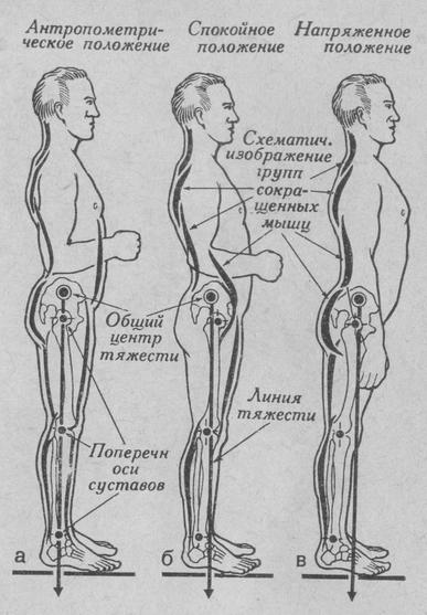 Основные виды положения тела стоя