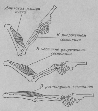 Схематическое изображение растянутого и укороченного состояния мышц