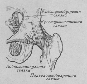 Тазобедренный сустав (левый, вид спереди). Схема расположения связок