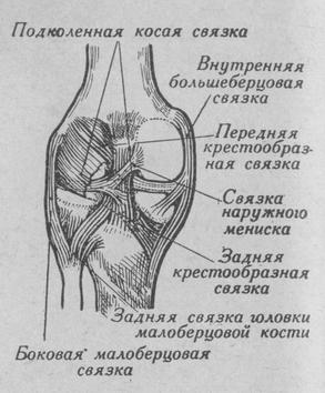 Коленный сустав (левый, вид сзади). Схема расположения связок