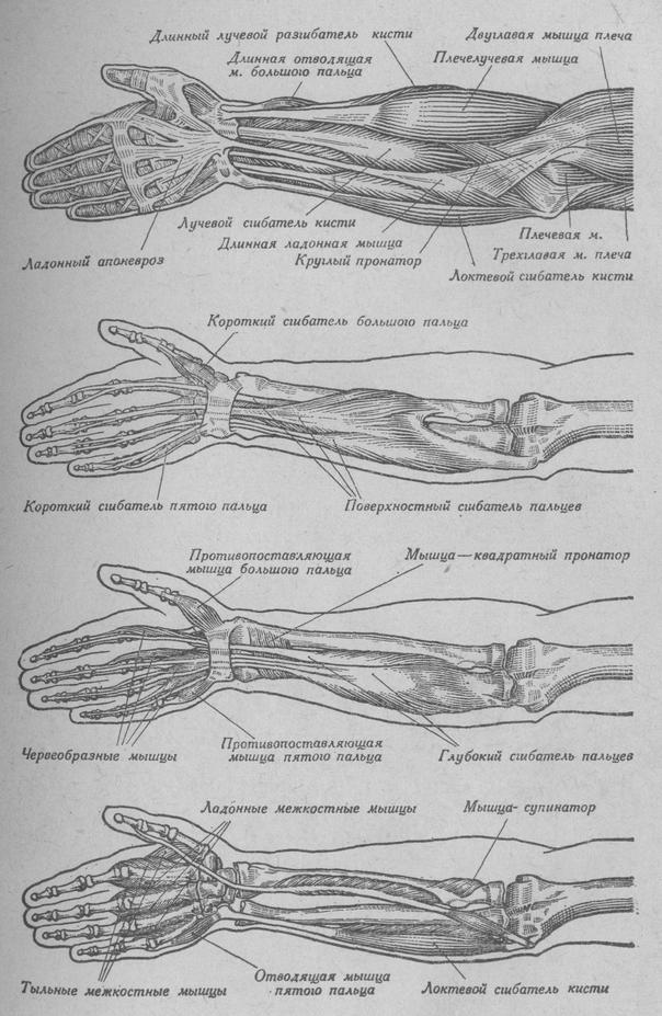 Мышцы предплечья; мышцы - сгибатели пальцев