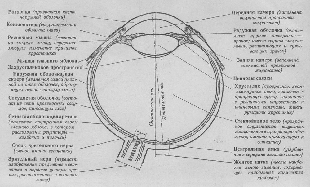 Горизонтальный разрез человеческого глаза (правый глаз)