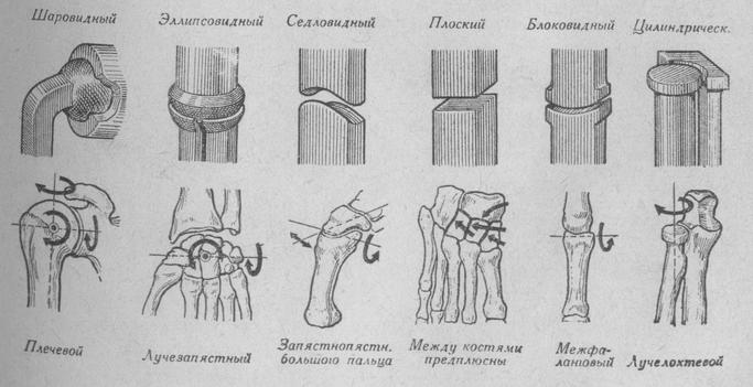 Схема основных форм суставов (по Кану)